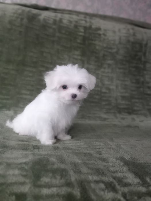 Щенки мальтийской болонки