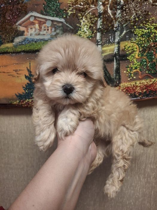 Малышка Мальтипу ф1 Мини размера!