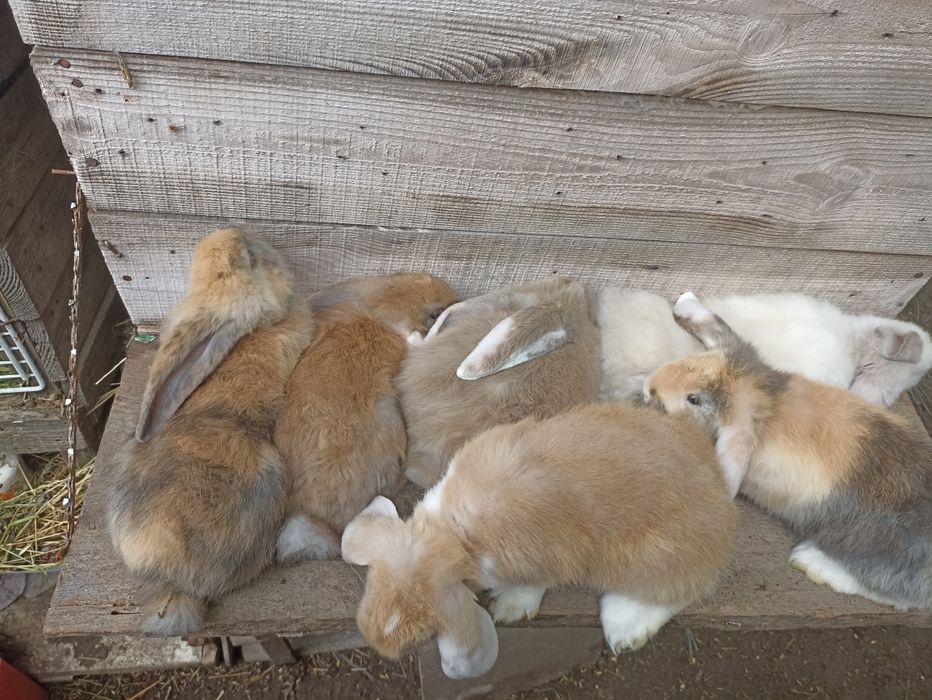 Кролики фб арлекин і рен