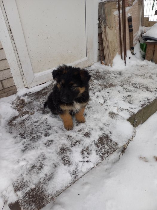 Продам цуценя(вівчарка) хлопчик