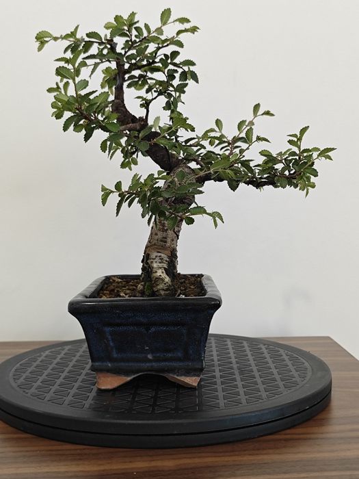 Pré-bonsai ulmeiro chines
