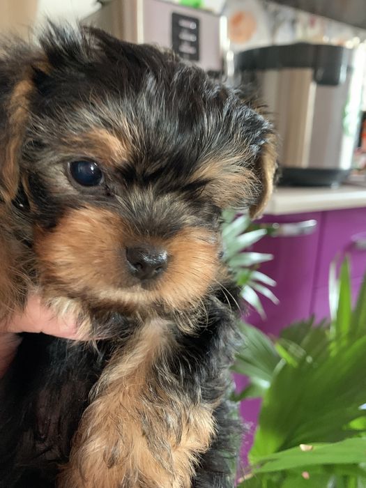 Йоркширский терьер