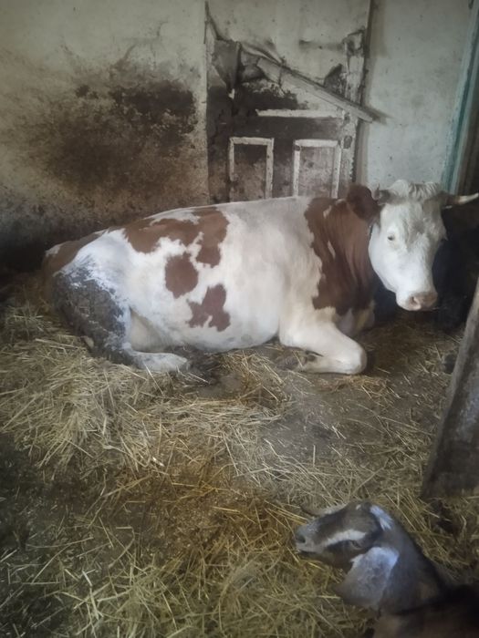 Продам корову тільну
