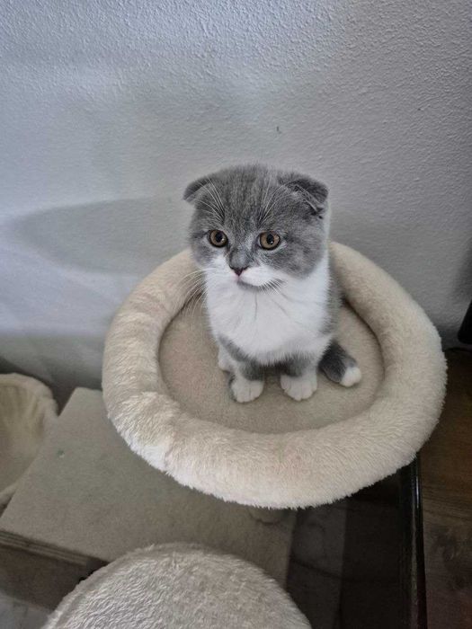 Gatinho "Scotish Fold"