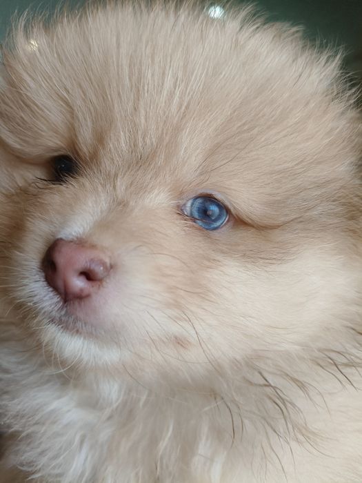 Spitz alemão menino Red Merle