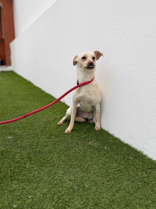 Cadelinha para adoçao (MInie)