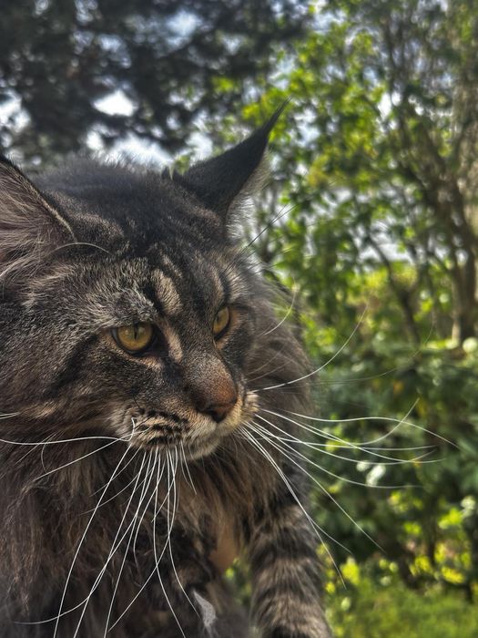 Kot do krycia Maine Coon