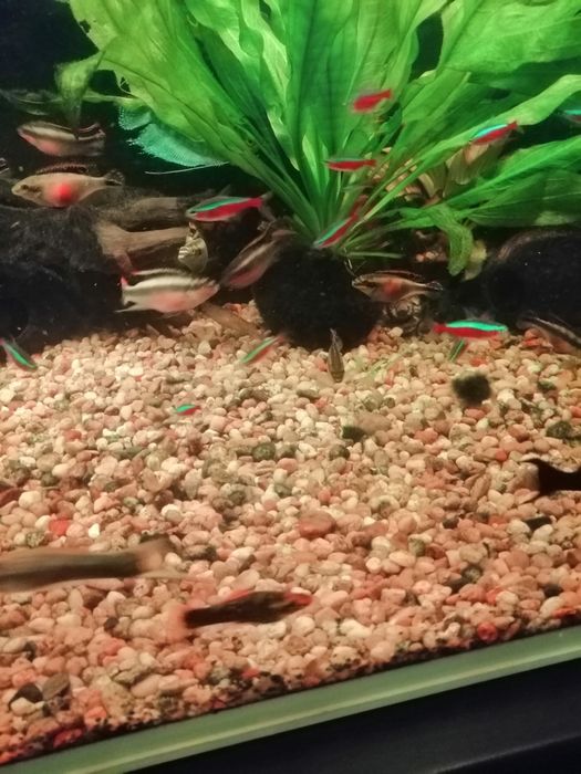 Barwniak Czerwonobrzuchy