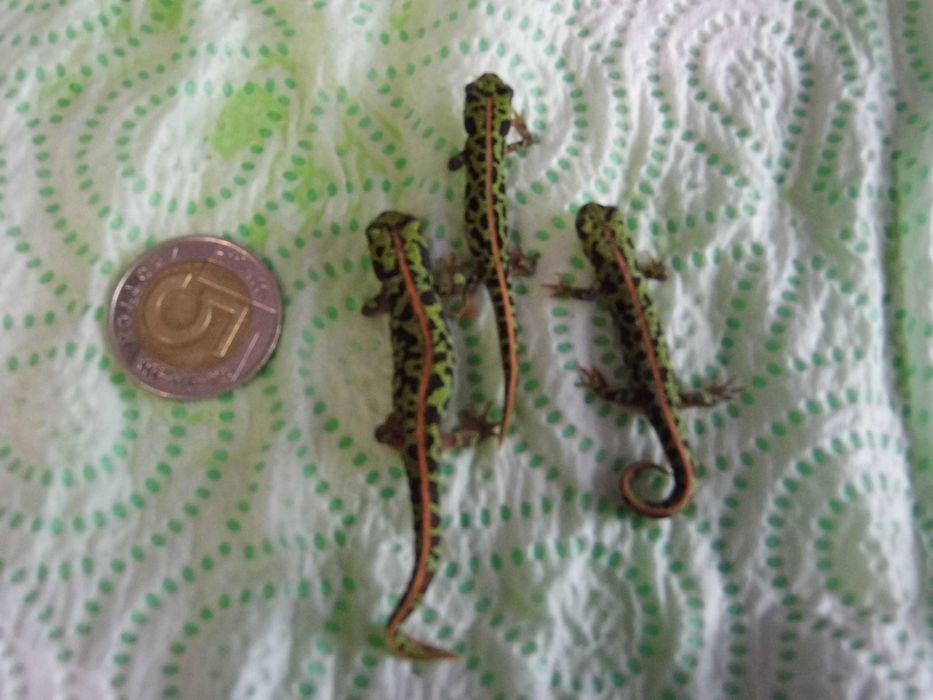 Traszka pigmejska (triturus pygmaeus) traszka marmurkowa