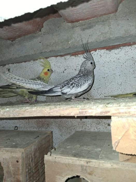 Vendo duas caturras femeas