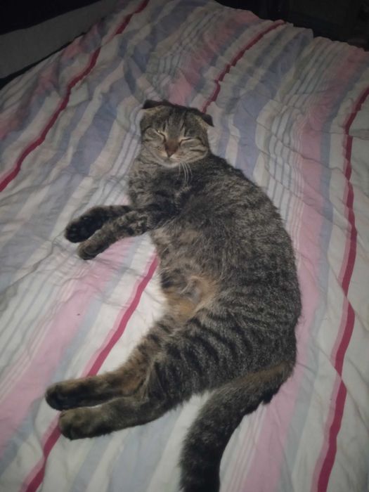 Вислоухая кошка в хорошие руки