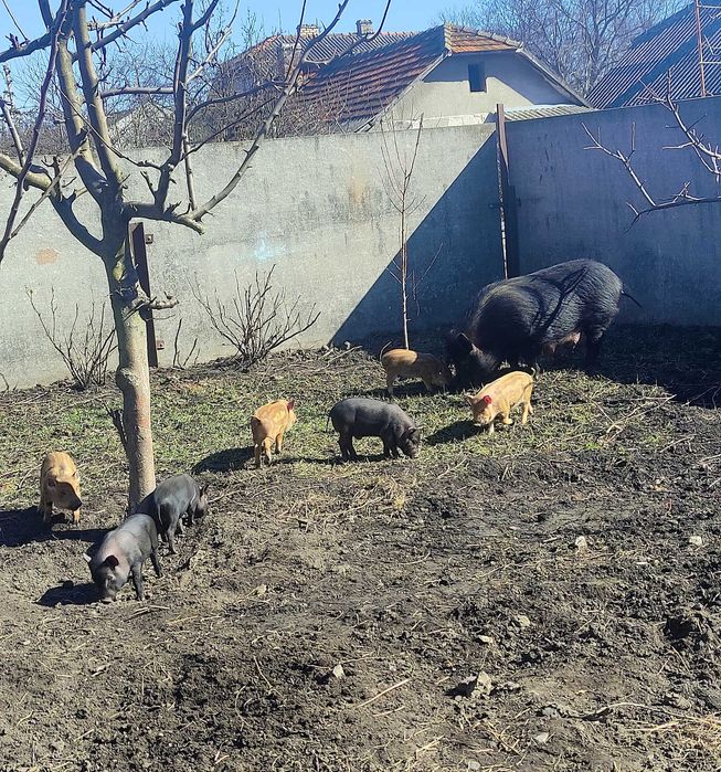 Продам в'єтнамські поросята (бронюйте)