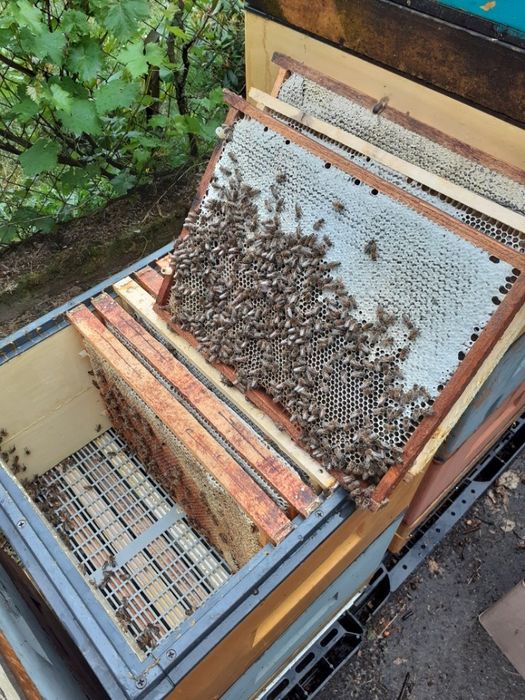 Miody z własnej pasieki zbiory 2025 rok