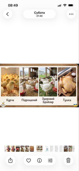 Бройлер КОББ 500