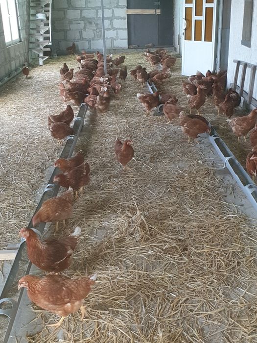 Продам,Недвижимость,Дом,Землю, Ферму  по выращиванию птицы или животны