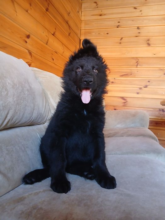 Девочка немецкой овчарки