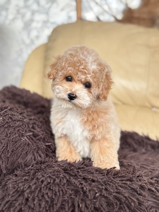 Мальтіпу кривий ріг, є тсобистий перегляд