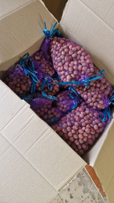 Фундук.  Ліщина. Горіх. орех. Також є саджанці.