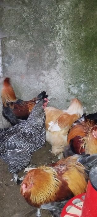 Brahmas perdiz entre outros