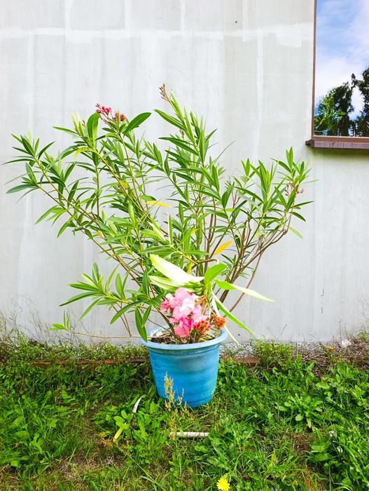 Oleander różowy 110cm