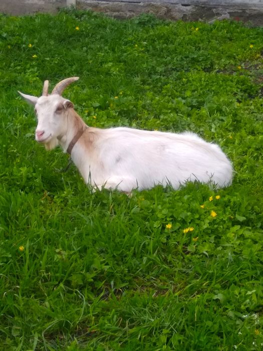 Продам козу дійну