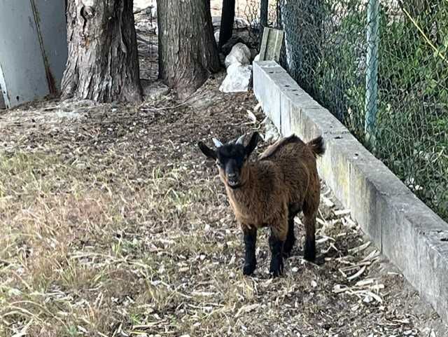 Cabras anãs, machos