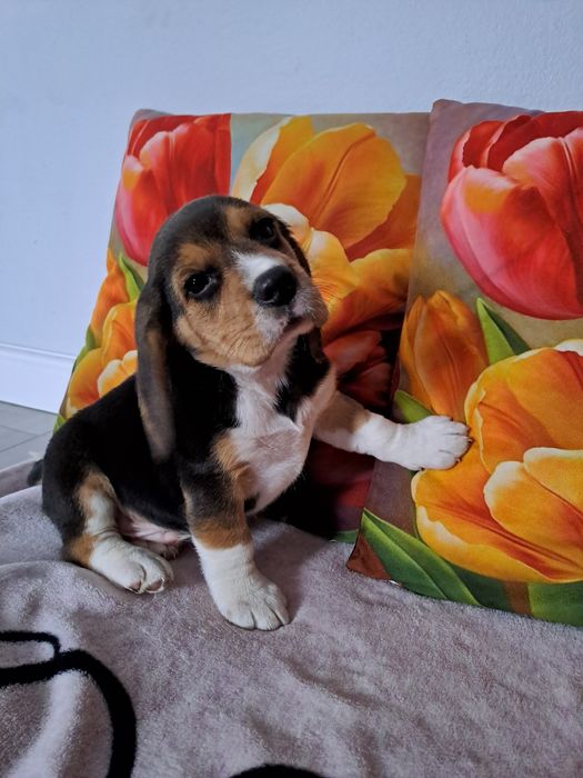 Beagle szczeniak beagle.