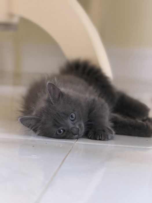 Кошенята дуже гарні