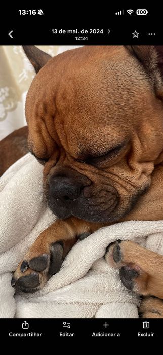 Cuidadora de animais