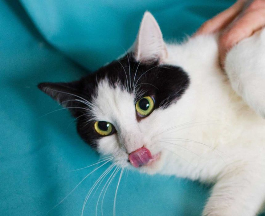 Найніжніша киця Мушка шукає дім, 1 рік, стерилізована, кішка, кошка