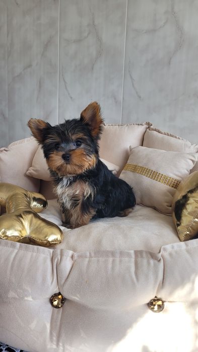 Yorkshire terrier maleńki  piesek z wyprawką