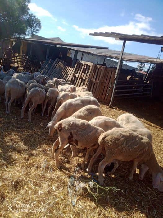 Vendo ovelhas (rebanho completo)