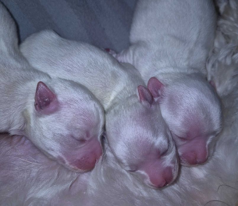 Maltańczyk UCI maleńka suczka