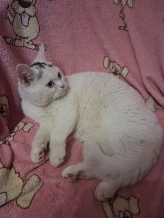 Блакитноока красуня