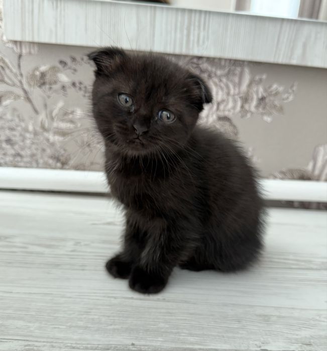 Шотландські кошенята