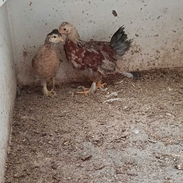 cocós / coquichas