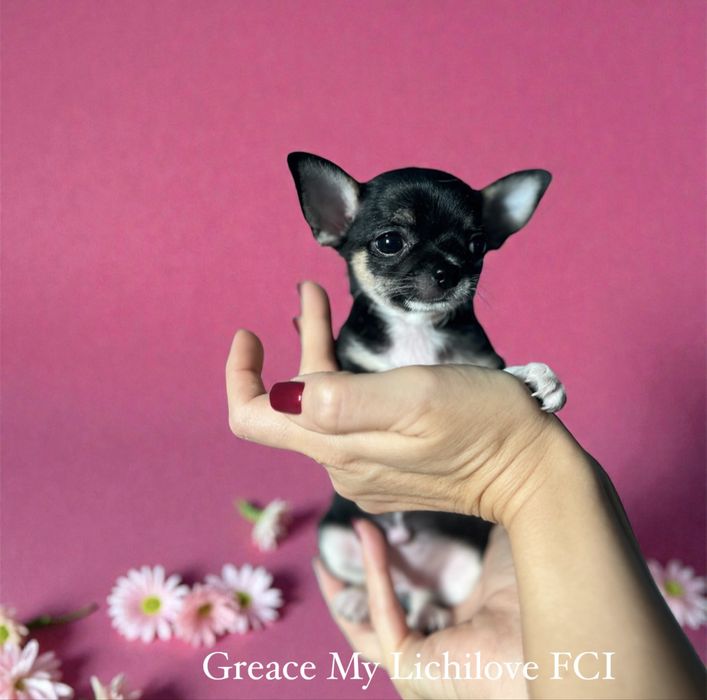 Chihuahua mini dziewczynka tricolor FCI
