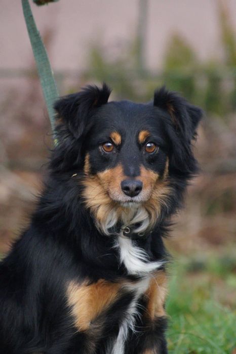 Mały i kochany Cedrik- pokochaj go