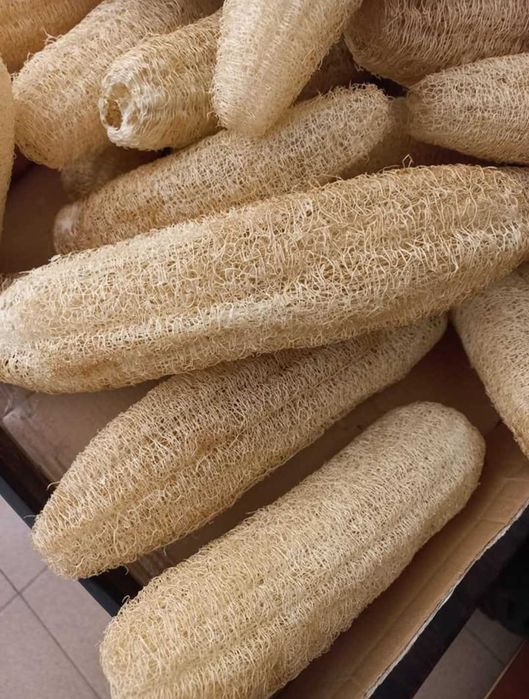 Luffa, lufa, bucha vegetal: Sementes, esponjas e plantas