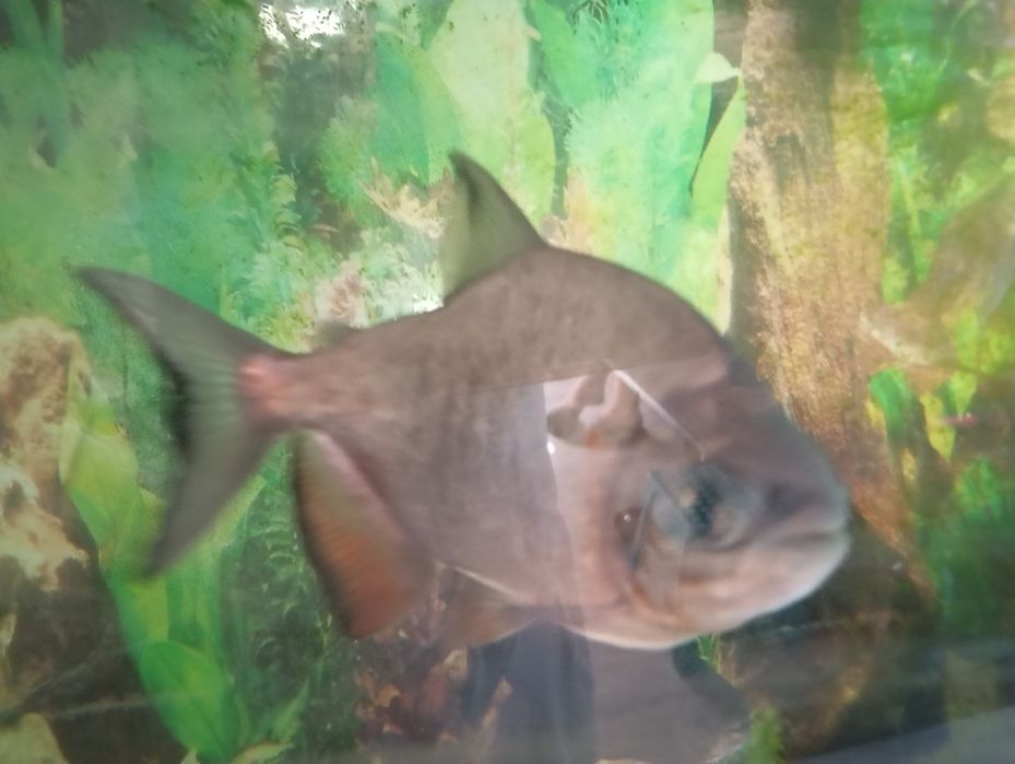 Sprzedam piranie pacu