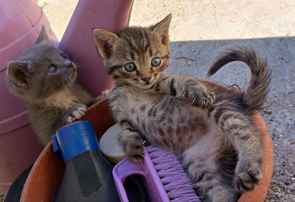 Кицька, котеня дівчинка