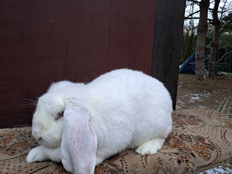 Francuski Baran Biały  Czerwonooki samica