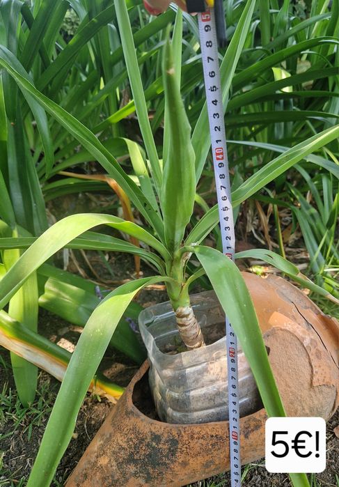 Yuccas de varios tamanhos