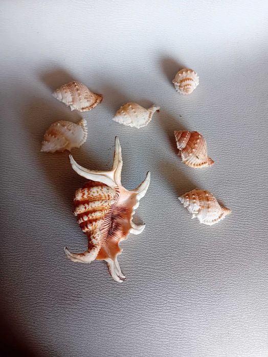 Conjunto objetos decoração