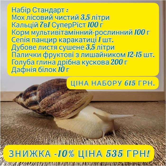 Ахатини малюки равлики Ahatina Reticulated Albino snail