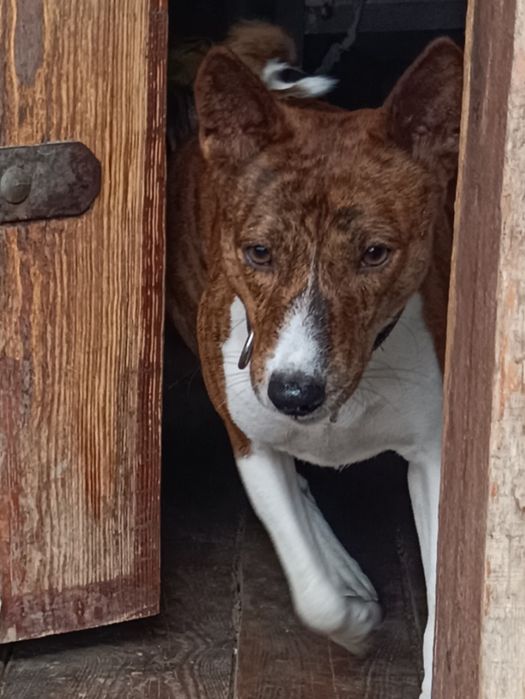 Пес басенджі для в`язки.