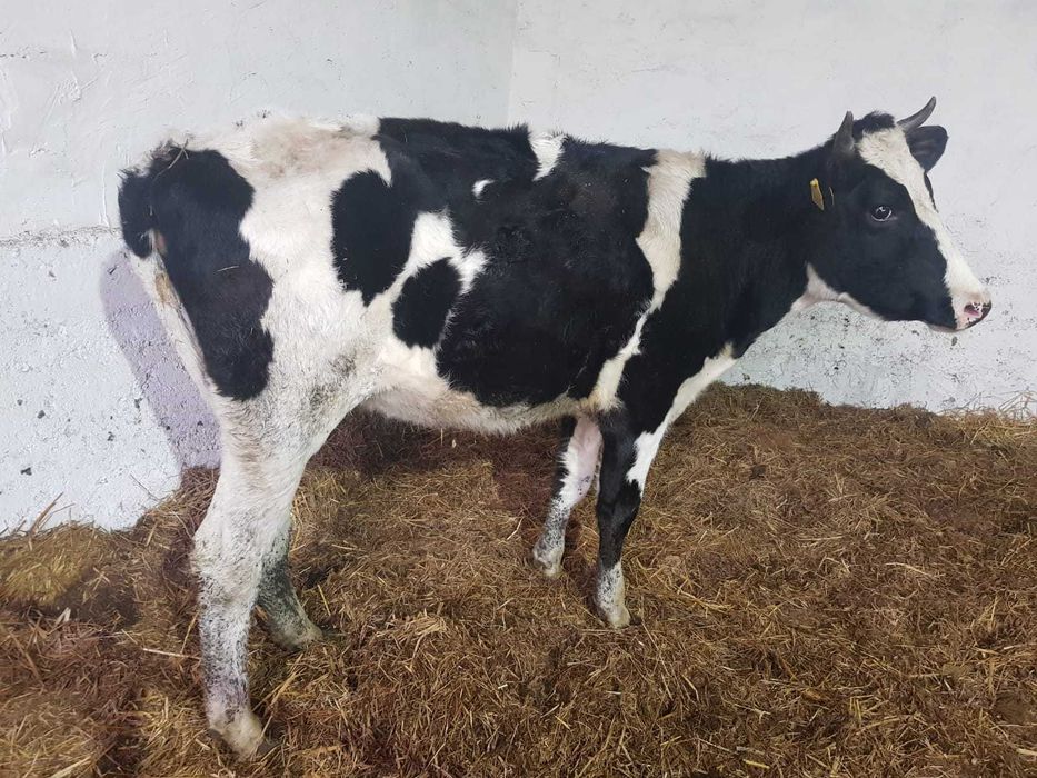 Jałówka do zacielenia