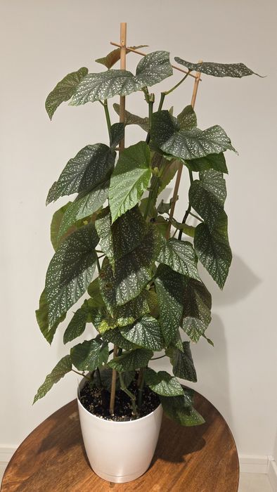 Begonia Corallina de Lucerna