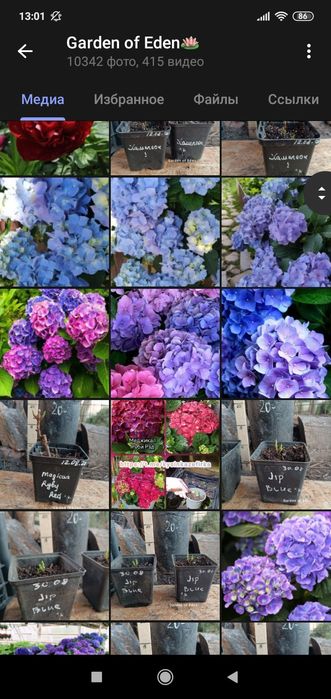 Декоративные растения. Кустарники. Плодовое