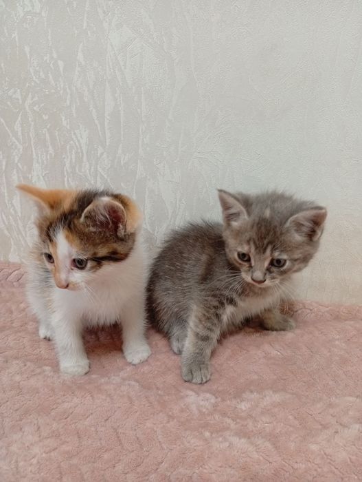 Котики в добрі руки